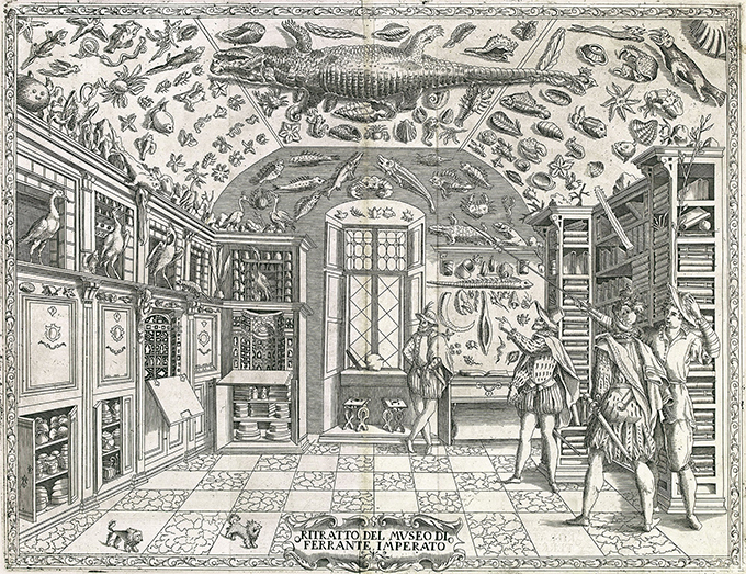 La première représentation d'un cabinet de curiosités - Gravure de Ferrante Imperato s ' Dell'Historia Naturale (Naples 1599) - Crédit Wikimédia