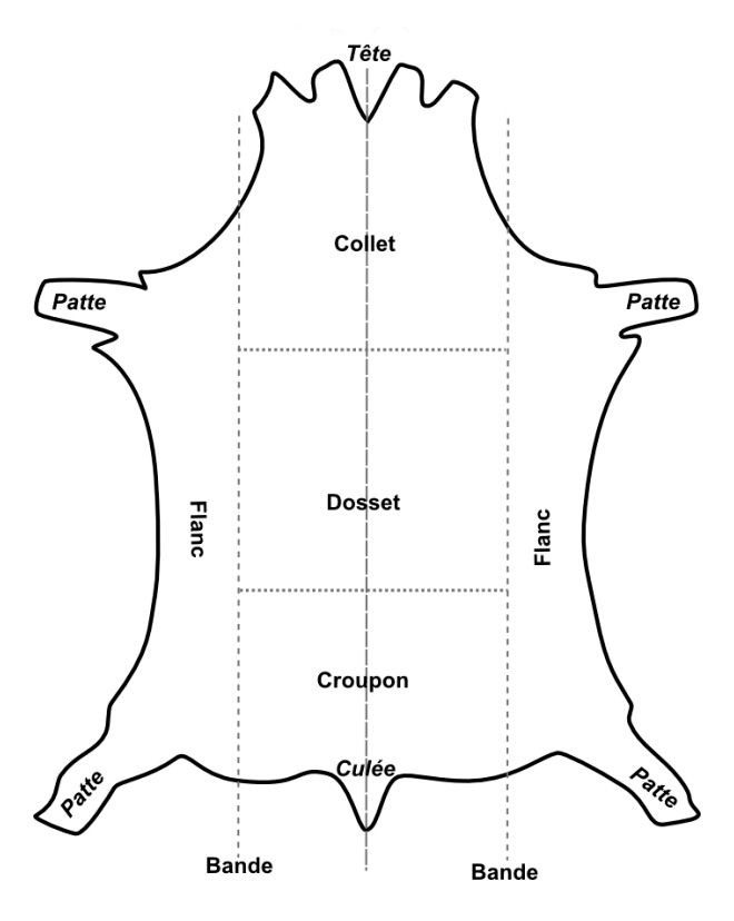 Les différentes parties d'une pièce de cuir